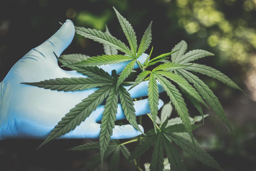 Perioperative cannabis use and postoperative outcomes in surgical patients